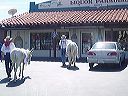 walk_across_america_prophetic_tour_014